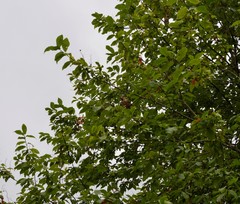 Coccothraustes coccothraustes