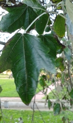 Populus alba