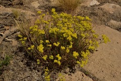 Eriogonum umbellatum chlorothamnus