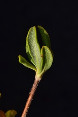 Eriogonum umbellatum chlorothamnus
