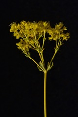 Eriogonum umbellatum chlorothamnus