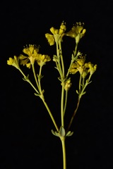 Eriogonum umbellatum chlorothamnus