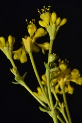 Eriogonum umbellatum chlorothamnus
