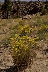 Eriogonum umbellatum chlorothamnus