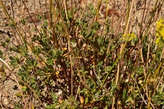 Eriogonum umbellatum chlorothamnus