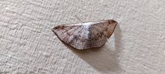 Lepidoptera