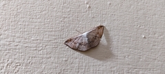 Lepidoptera