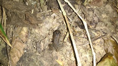 Pseudopaludicola pusilla