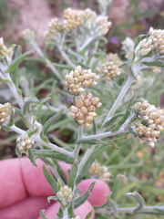 Pseudognaphalium undulatum