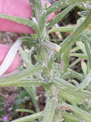 Pseudognaphalium undulatum