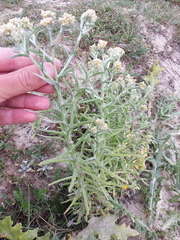 Pseudognaphalium undulatum