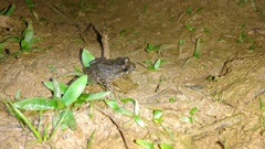 Pseudopaludicola pusilla