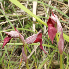 Serapias parviflora