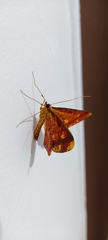 Lepidoptera
