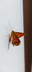 Lepidoptera