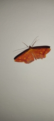 Lepidoptera