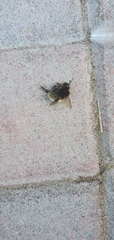 Bombus