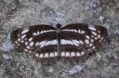 Neptis pryeri