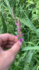 Lythrum salicaria