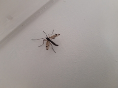 Dictenidia bimaculata