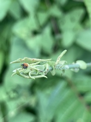 Rhinoncomimus latipes