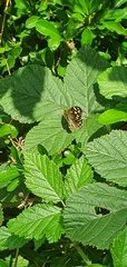 Pararge aegeria