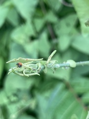 Rhinoncomimus latipes