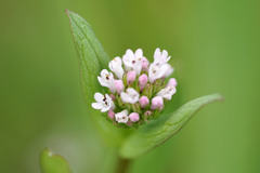 Plectritis ciliosa