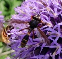 Physocephala rufipes