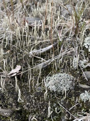 Cladonia cornuta