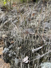 Cladonia cornuta