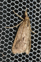 Chilo pulverosellus