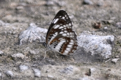Neptis pryeri