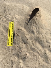 Dipodomys deserti