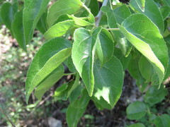 Jatropha cordata