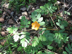 Kallstroemia grandiflora
