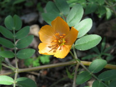 Kallstroemia grandiflora