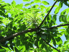 Amphipterygium molle