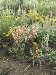 Ipomopsis aggregata collina