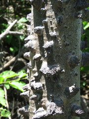 Amphipterygium molle