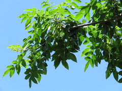 Amphipterygium molle