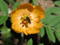Acmaeodera setosa