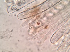 Peziza atrovinosa