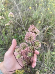 Scabiosa ochroleuca
