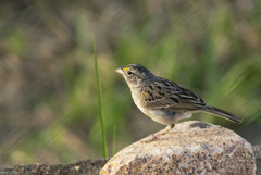 Ammodramus humeralis