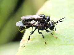 Clitemnestra bipunctata