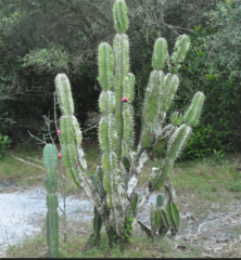 Cereus hildmannianus