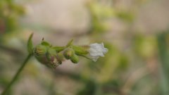 Mirabilis laevis retrorsa