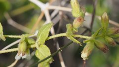 Mirabilis laevis retrorsa