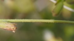 Mirabilis laevis retrorsa